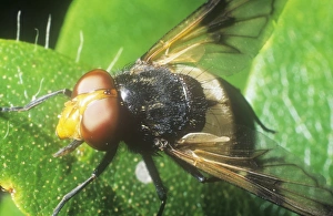 Ashley Cooper Photography Prints: A close up of a fly
