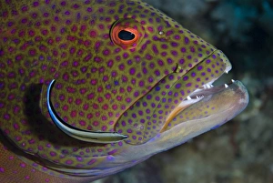 Close-up of a Moon grouper (Variola louti) at a cleaning station Close-up of a Moon grouper (Variola louti) at a cleaning station