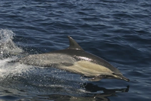 Common dolphin porpoising (Delphinus delphis).. Plettenburg Bay, South Africa.. (RR) Common dolphin porpoising (Delphinus delphis).. Plettenburg Bay, South Africa.. (RR)