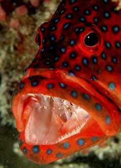Coral Hind/Trout (Cephalopholi Miniata) at cleaning station with Cleaner Shrimp (Sp Coral Hind/Trout (Cephalopholi Miniata) at cleaning station with Cleaner Shrimp (Sp