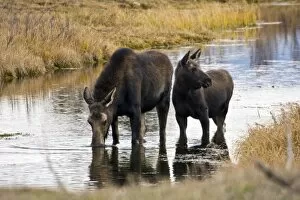 Alces Alces Shirasi Collection: Cow and calf moose (Alces alces shirasi) feeding near the Gros Ventre river just outside of Grand