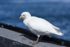 Curious adult pale-faced sheathbill(s) (Chionis alba) alight on Lindblad Expedition Curious adult pale-faced sheathbill(s) (Chionis alba) alight on Lindblad Expedition