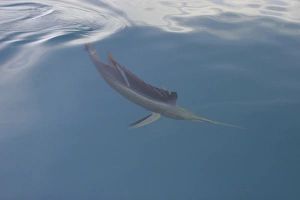 Curious adult Sailfish (Istiophorus platypterus) approaching the boat at the surface in Curious adult Sailfish (Istiophorus platypterus) approaching the boat at the surface in