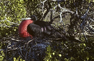 Displaying male magnificent frigatebird. (Fregata magnificens) Displaying male magnificent frigatebird. (Fregata magnificens)
