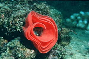 Eggmass of spanish dancer, (Hexabranchus sanguineus). Pupukea, Oahu, Hawaii (N. Pacific) (rr) Eggmass of spanish dancer, (Hexabranchus sanguineus). Pupukea, Oahu, Hawaii (N. Pacific) (rr)