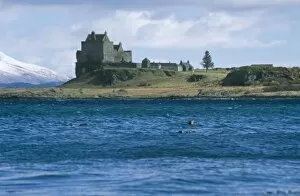 Images Dated 15th March 2007: Eurasian river otters (Lutra lutra) by Duart castle. Duart Castle has been the home of the Clan