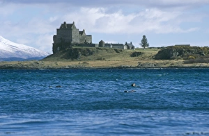 Eurasian river otters (Lutra lutra) by Duart castle. Duart Castle has been the home of the Clan Maclean since the 14th Eurasian river otters (Lutra lutra) by Duart castle. Duart Castle has been the home of the Clan Maclean since the 14th