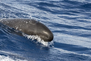 False killer whale (pseudorca crasidens). A false killer whale surges powerfully down False killer whale (pseudorca crasidens). A false killer whale surges powerfully down