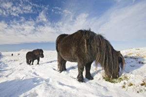 Fell Ponys on Caudale Moor above Ambleside in the Lake District UK Fell Ponys on Caudale Moor above Ambleside in the Lake District UK