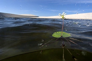 Flower in one of the lakes at Lencois Maranhenses National Park, Santo Amaro Flower in one of the lakes at Lencois Maranhenses National Park, Santo Amaro