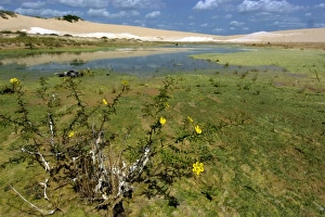 Freshwater lake and sand dunes at Ilha Grande de Santa Isabel, Parnaiba river delta, Piaui, Brazil Freshwater lake and sand dunes at Ilha Grande de Santa Isabel, Parnaiba river delta, Piaui, Brazil