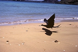 Frigatebird swooping over beach to eat turtle hatchlings. (Fregata magnificens) Frigatebird swooping over beach to eat turtle hatchlings. (Fregata magnificens)