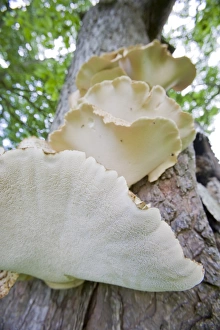 Tree Fungus Growth Prints: Funghi growing on a tree