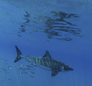 Great White Shark (Carcharodon Carcharias) swimming with shoal of fish.. Isla Guadalupe, Mexico Great White Shark (Carcharodon Carcharias) swimming with shoal of fish.. Isla Guadalupe, Mexico