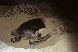 Green Sea Turtle Conservation Prints: Green turtle digging nesting hole. (Chelonia mydas). Bartolom Island, Galapagos, Ecuador