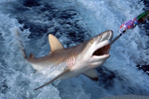 Grey reef shark being hooked with long line (Carcharhinus amblyrhinchos). Rongelap, Marshall Islands (N) Grey reef shark being hooked with long line (Carcharhinus amblyrhinchos). Rongelap, Marshall Islands (N)