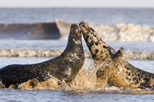 Grey Seal (Halichoerus grypus) male and female in sea, female so far rejecting males advance to mate, Lincolnshire, UK Grey Seal (Halichoerus grypus) male and female in sea, female so far rejecting males advance to mate, Lincolnshire, UK