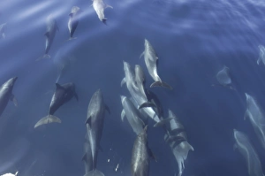 A group of bowriding bottlenose dolphins (Tursiops truncatus).. Gulf of California. (RR) A group of bowriding bottlenose dolphins (Tursiops truncatus).. Gulf of California. (RR)