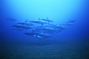 Hawaiian Spinner Dolphin (Stenella longirostris) pod underwater off Lanai in Hawaii, USA Hawaiian Spinner Dolphin (Stenella longirostris) pod underwater off Lanai in Hawaii, USA