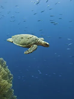 Hawksbill turtle (Eretmochelys imbricata). Shark Observatory, Ras Mohamed National Park, Sharm El Sheikh, South Sinai Hawksbill turtle (Eretmochelys imbricata). Shark Observatory, Ras Mohamed National Park, Sharm El Sheikh, South Sinai
