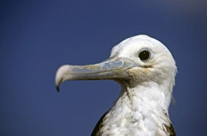 Head of juvenile magnificent frigatebird. (Fregata magnificens) Head of juvenile magnificent frigatebird. (Fregata magnificens)