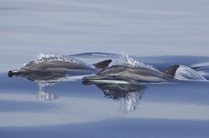Two heads of surfacing common dolphins (Delphinus capensis).. Gulf of California. (RR) Two heads of surfacing common dolphins (Delphinus capensis).. Gulf of California. (RR)