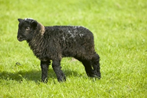 Sheep Farming UK Prints: A Herdwick lamb