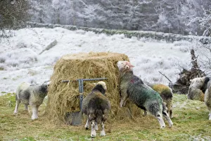 Herdwick Sheep feeding on hay during a cold snap near Tarn Hows in the Lake district UK Herdwick Sheep feeding on hay during a cold snap near Tarn Hows in the Lake district UK