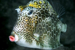 Honeycomb cowfish at night, Lactophrys polygonia, Abrolhos National Marine Sanctuary, Brazil (South Atlantic) Honeycomb cowfish at night, Lactophrys polygonia, Abrolhos National Marine Sanctuary, Brazil (South Atlantic)