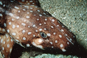 Hooded carpet shark (Hemiscyllium strahani). Madang, Papua New Guinea (Solomon Sea) Hooded carpet shark (Hemiscyllium strahani). Madang, Papua New Guinea (Solomon Sea)