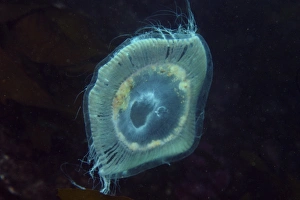 Jellyfish, Munsom island, Jeju-Do, South Korea (East Sea) Jellyfish, Munsom island, Jeju-Do, South Korea (East Sea)