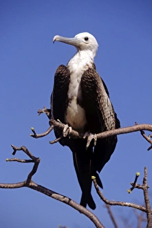 Juvenile magnificent frigatebird. (Fregata magnificens) Juvenile magnificent frigatebird. (Fregata magnificens)