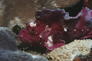 Leaf fish (Taenianotus triacanthus) purple/pink member of scorpeonfish family showing Leaf fish (Taenianotus triacanthus) purple/pink member of scorpeonfish family showing