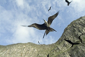 Magnificent frigatebirds (Fregata magnificens). Galapagos. (rr) Magnificent frigatebirds (Fregata magnificens). Galapagos. (rr)