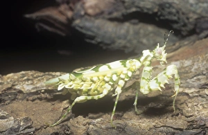 Praying Mantis Images Prints: A Mantis in kenya