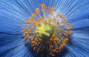 A Mecanopsis flower, or blue Himalayan poppy A Mecanopsis flower, or blue Himalayan poppy