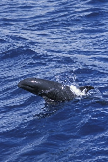 Melon-headed whale (Peponocephala electra). Surfacing, lifting its head high out of the Melon-headed whale (Peponocephala electra). Surfacing, lifting its head high out of the