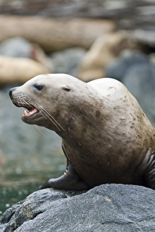 Northern (Steller) sea lion (Eumetopias jubatus) colony on sail rock in Frederick Sound Northern (Steller) sea lion (Eumetopias jubatus) colony on sail rock in Frederick Sound