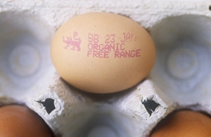 Farm Fresh Eggs Prints: An organic free range egg