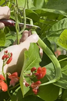 Ambleside Collection: Organic Runner Beans on an allotment in Cumbria UK