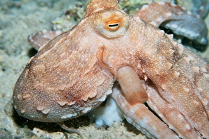Ornate octopus, at night, (Octopus ornatus). Oahu, Hawaii (N. Pacific) Ornate octopus, at night, (Octopus ornatus). Oahu, Hawaii (N. Pacific)