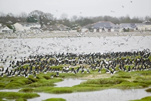 Oystercatchers roosting at high tide at Hest Bank Morecambe Bay UK Research has revealed Oystercatchers roosting at high tide at Hest Bank Morecambe Bay UK Research has revealed