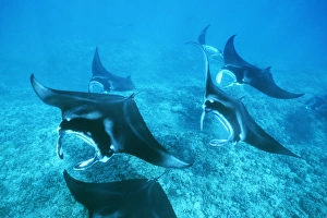 Pacific Manta Rays Over Reef Print