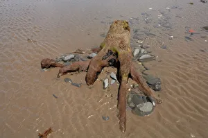 Petrified forest, Beach, Borth, Wales, UK, Europe Petrified forest, Beach, Borth, Wales, UK, Europe