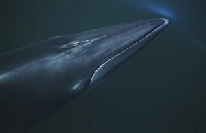 The pointy snout of a surfacing Minke whale (Balaenoptera acutorostrata) keeping its blowholes tightly closed until The pointy snout of a surfacing Minke whale (Balaenoptera acutorostrata) keeping its blowholes tightly closed until