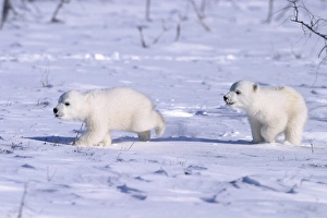 Polar Bear cubs (Ursus maritimus) running on open snow, Churchill, Manitoba, Hudson Bay Polar Bear cubs (Ursus maritimus) running on open snow, Churchill, Manitoba, Hudson Bay
