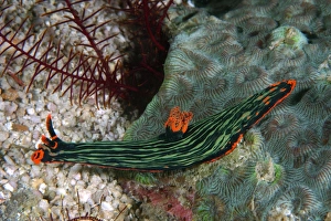 Polycerid nudibranch, Nembrotha kubaryana, Lapus Lapus Island, Malapascua, Cebu, Philippines (rr) Polycerid nudibranch, Nembrotha kubaryana, Lapus Lapus Island, Malapascua, Cebu, Philippines (rr)