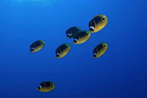 Racoon butterflyfish, Chaetodon lunula, Kailua-Kona, Hawaii Racoon butterflyfish, Chaetodon lunula, Kailua-Kona, Hawaii