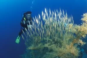 Aeoliscus Strigatus Collection: Razor or Shrimp Fish (Aeoliscus strigatus) diver and Black Coral. Gorontalo, Sulawesi, Indonesia