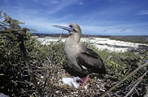 Red-footed booby adult on nest with small chick. (Sula sula) Red-footed booby adult on nest with small chick. (Sula sula)